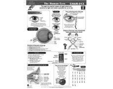 Chart 76x52cm Laminated The Human Eye